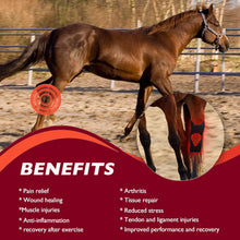 Load image into Gallery viewer, red light therapy for horse hock
